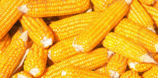 Gotujemy kukurydzę w kolbach - praktyczne wskazówki