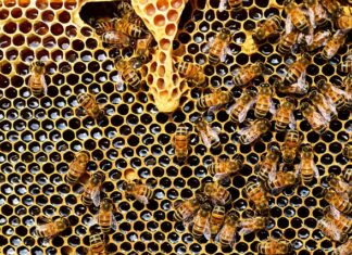 Jak pszczoły zabijają królową?