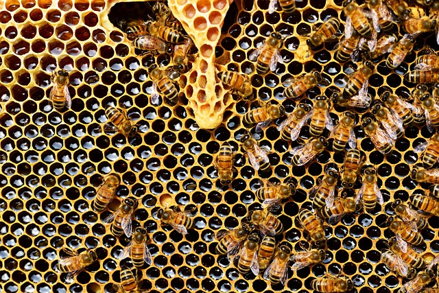 Jak pszczoły zabijają królową?