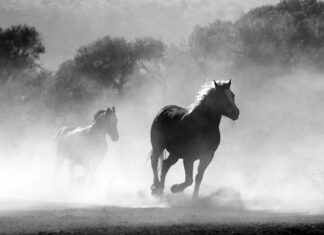 Czy można palić w kominku 2023?