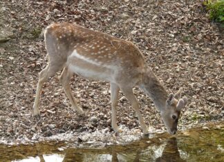Czy można Moczyć opatrunek ze srebrem?