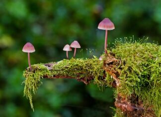 Jakie są rodzaje płyt głównych?