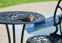 Czy zostawiać wodę w basenie na zimę? Czy zostawiać wodę w basenie na zimę?