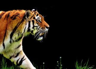 Czy automat jest wolniejszy od manuala?