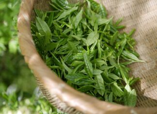 Czy można pić zieloną herbatę codziennie?