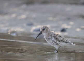 Dlaczego woda stoi w brodziku?