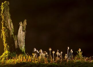 Jakie są rodzaje zawieszenia?