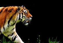 Jak jeździć automatem w korku?